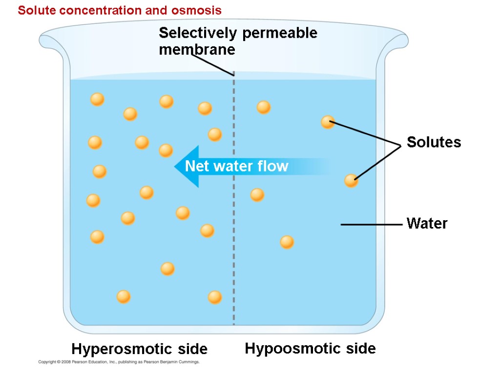 Solute concentration and osmosis Selectively permeable membrane Net water flow Hyperosmotic side Hypoosmotic side